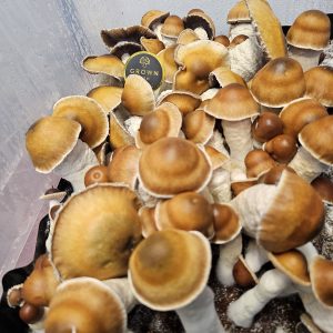 Dried Psilocybe Cubensis