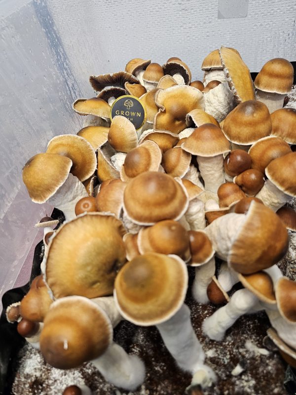 Dried Psilocybe Cubensis