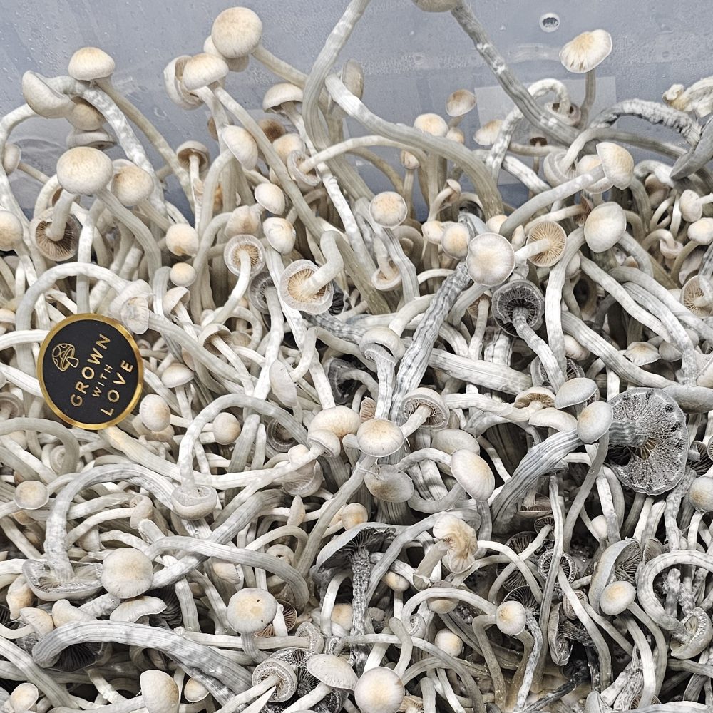 Limited Release Ochra