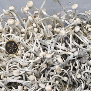 Dried Ochraceocentrata