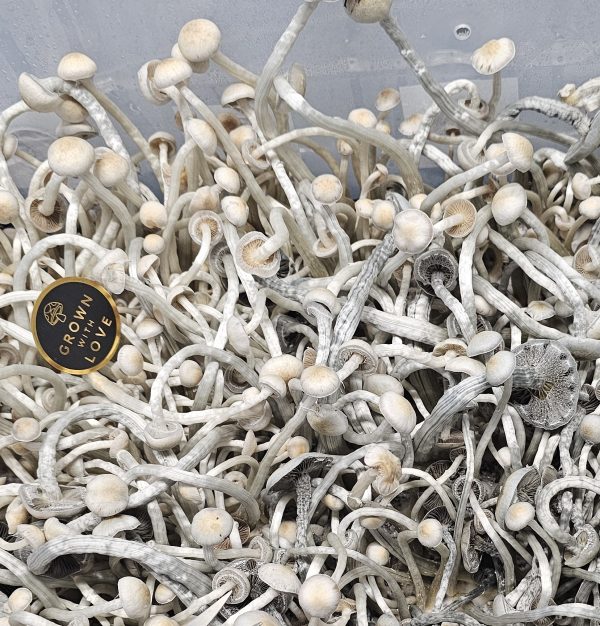 Dried Ochraceocentrata