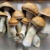 Psilocybe Cubensis Golden Emperor mushrooms for psychedelic use, grown with love.