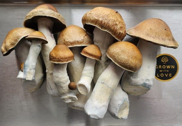 Psilocybe Cubensis Golden Emperor mushrooms for psychedelic use, grown with love.