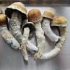 Psilocybe Cubensis Melmac mushrooms for psychedelic use, grown with love.