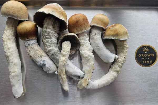 Psilocybe Cubensis Melmac mushrooms for psychedelic use, grown with love.