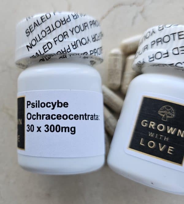 Magic Mushrooms & Psychedelic Sweets Psilocybe Ochraceocentrata Capsules magic mushroom for psychedelic experiences.